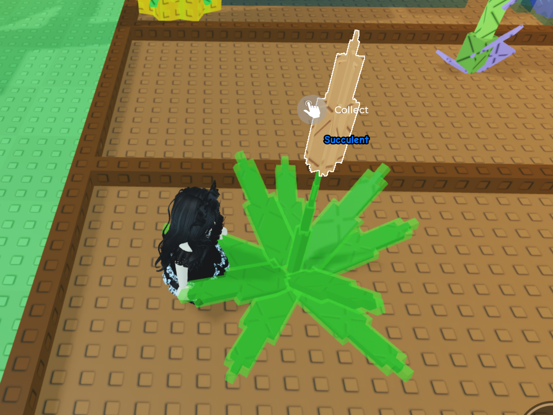 Grow A Garden Launches NEW SUCCULENT Seed