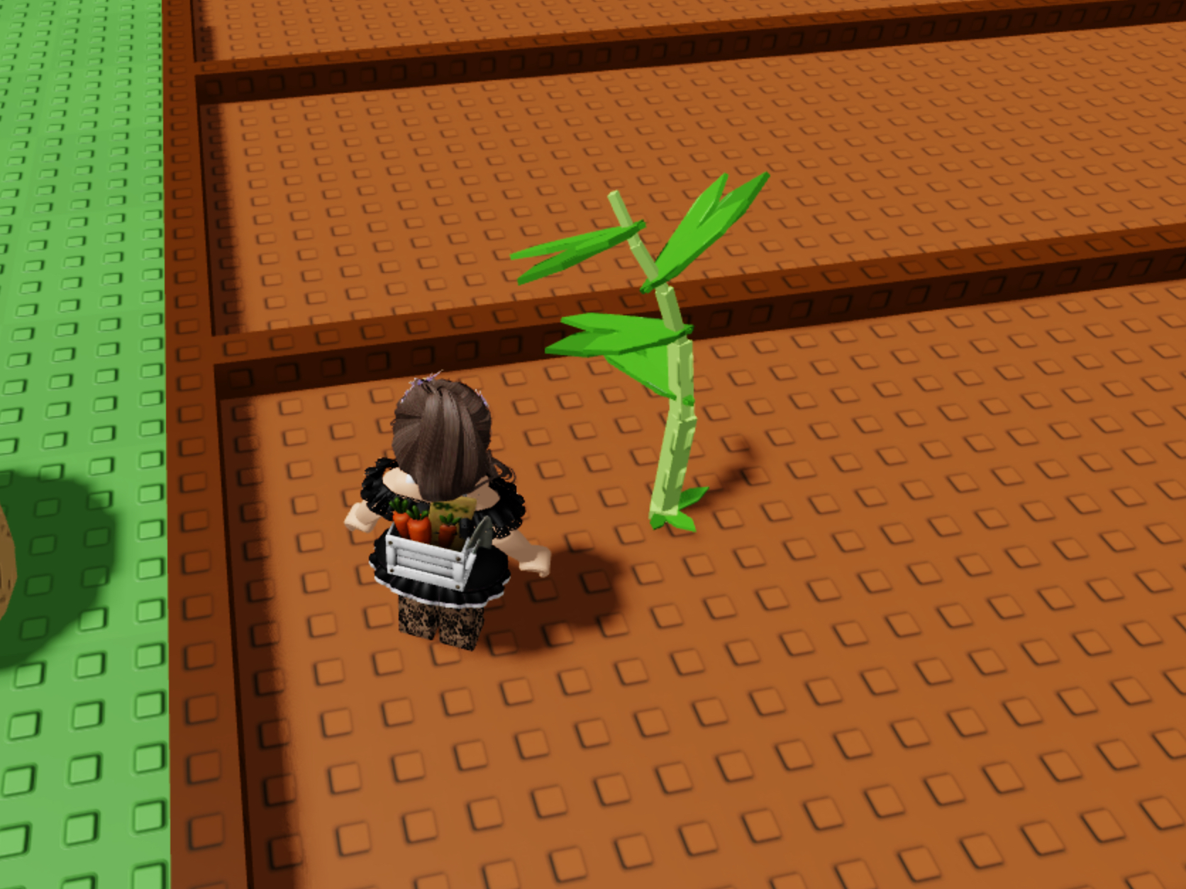 Everything You Need To Know About The Grow A Garden Parsley Seed